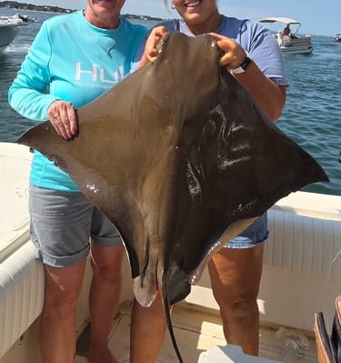 Cownose Ray, stingray